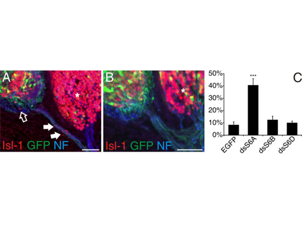 Immunohistochemistry using GFP FITC